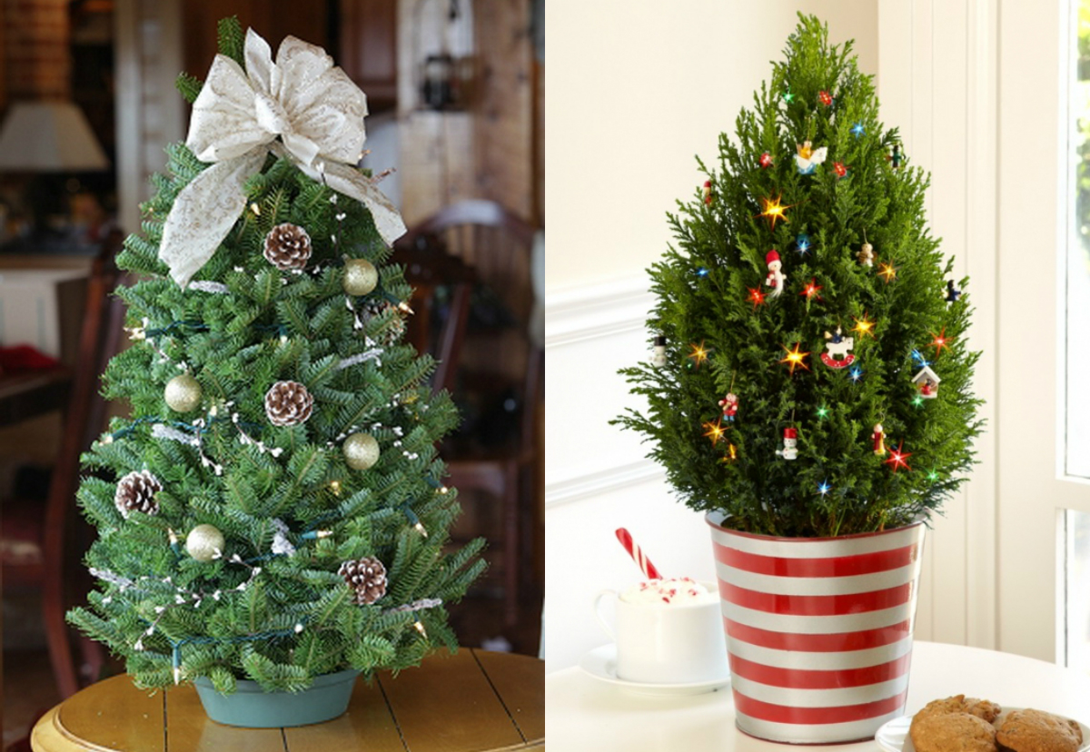 Deze 5 kerstbomen zijn voor je klein woont