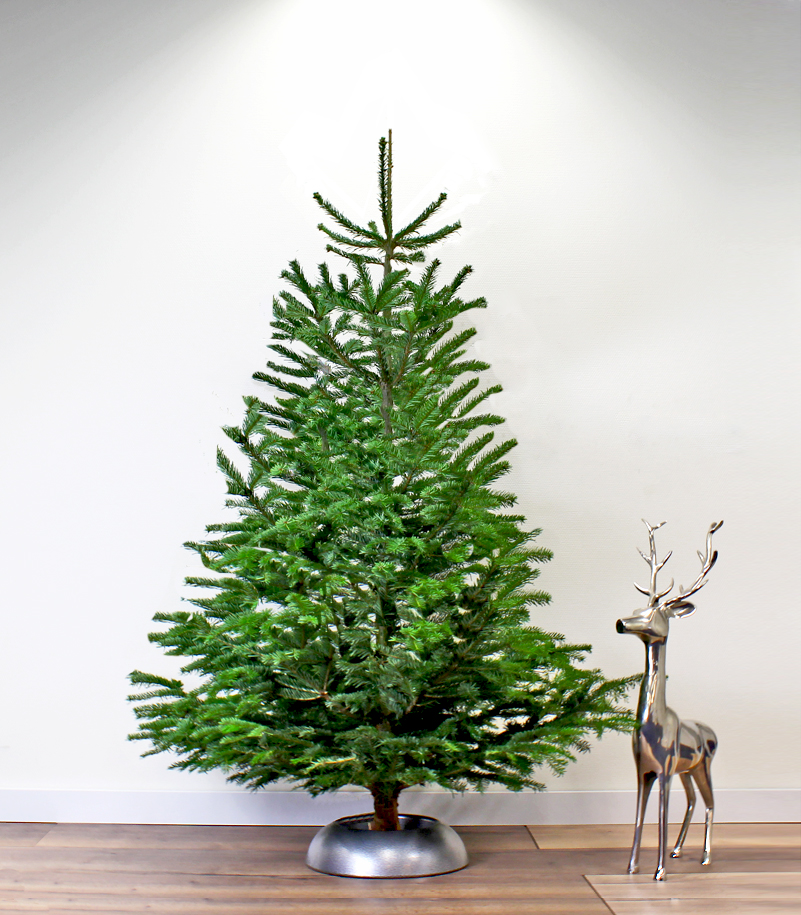 negatief Mening Mechanica Tip: koop je kerstboom op tijd met vroegboekkorting! - Christmaholic.nl