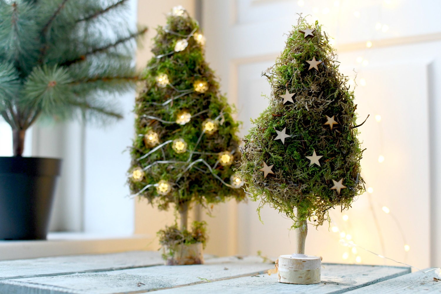 Schipbreuk een experiment doen Buurt Kleine kerstboompjes van mos maken - Christmaholic
